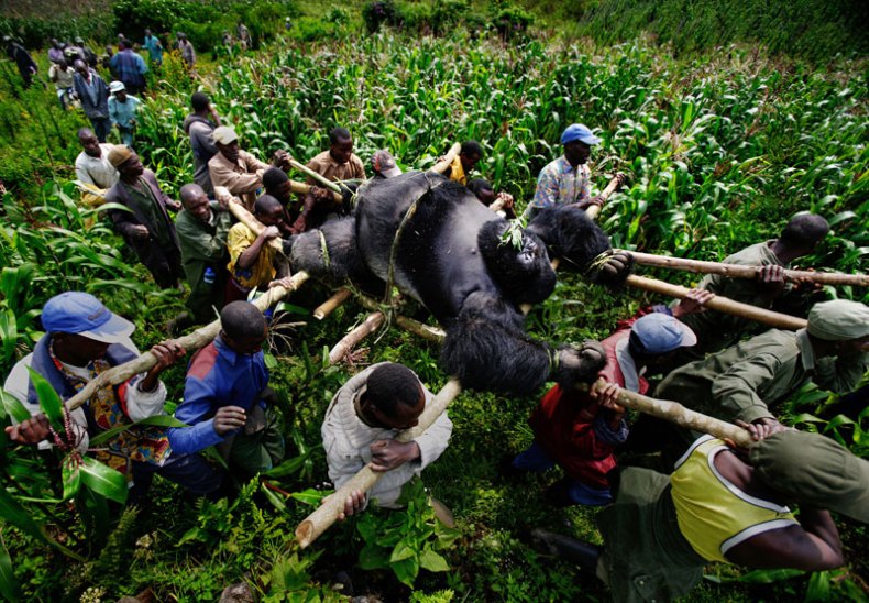 (July 2007, Bukima, Democratic Republic of Congo), from the series 'A violation of Eden', Brent Stirton.