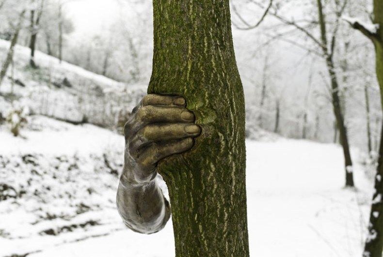 (1968–2003), Giuseppe Penone, tree (Ailanthus altissima) and bronze. View of the work in 2008