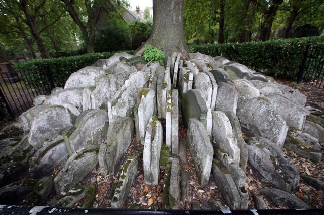 The Hardy Tree, St Pancras (Old Church), Churchyard