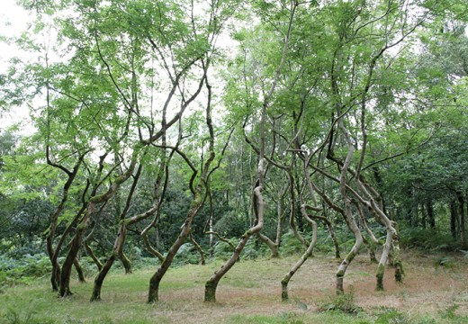 Ash Dome (1977–ongoing), David Nash.