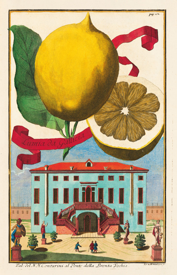 The ‘Lumia di Gallicia’ with a view of Villa Contarini al Ponte, Province of Padua, in Johann Christoph Volkamer’s Continuatio der Nürnbergischen Hesperidum (Frankfurt and Leipzig, 1714). Stadtarchiv Fürth, Bavaria