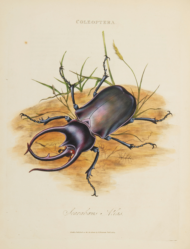 Depiction of an Atlas beetle (Scarabaeus atlas) from Edward Donovan's An Epitome of the Natural History of the Insects of India, and the Islands in the Indian Seas (1800). Sotheby's New York (est. $3,000–$5,000 for the book)